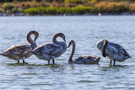 The Four Swans