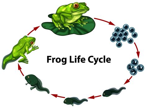 The Frog Life Cycle For Kids National Geographic Frogs Kindergarten - Frogs Kindergarten