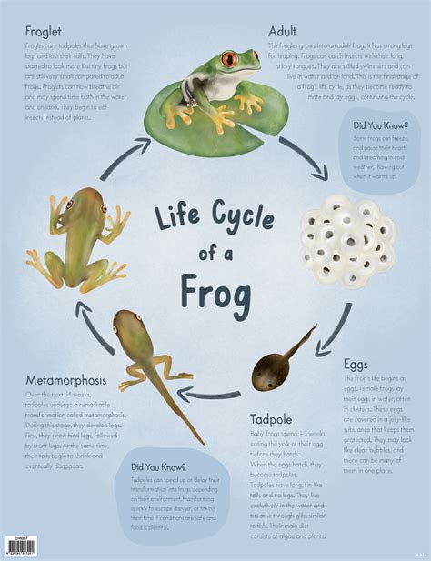 The Frog Life Cycle Science Notes And Projects Life Cycle Of Frog Drawing - Life Cycle Of Frog Drawing