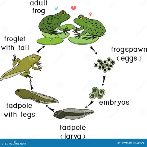 The Frog X27 S Life Cycle Educational Video Frogs Kindergarten - Frogs Kindergarten