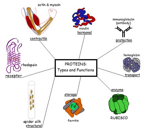 The Function Of Proteins Quzlet