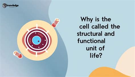The Functional Unit Of The Kidney