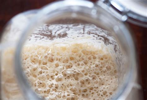 The Funky Science Of Yeast The Gassy Microbe Yeast Science - Yeast Science