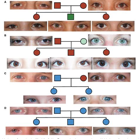 The Genetics Of Eye Color Worksheet Answer Key Complex Inheritance Patterns Worksheet Answers - Complex Inheritance Patterns Worksheet Answers