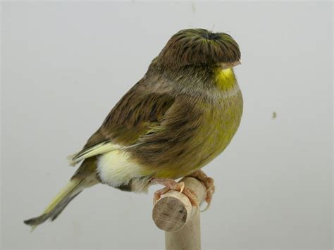 The Gloster Fancy Canary A To Keeping Breeding And Exhibiting