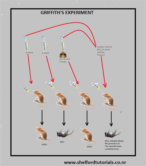 The Griffith Experiment Video Tutorials Amp Practice Problems Redi S Experiment Worksheet - Redi's Experiment Worksheet