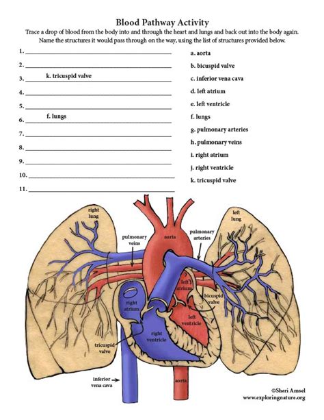 The Heart And Blood Vessels Quiz Cardiovascular System Blood Vessels Worksheet - Cardiovascular System Blood Vessels Worksheet