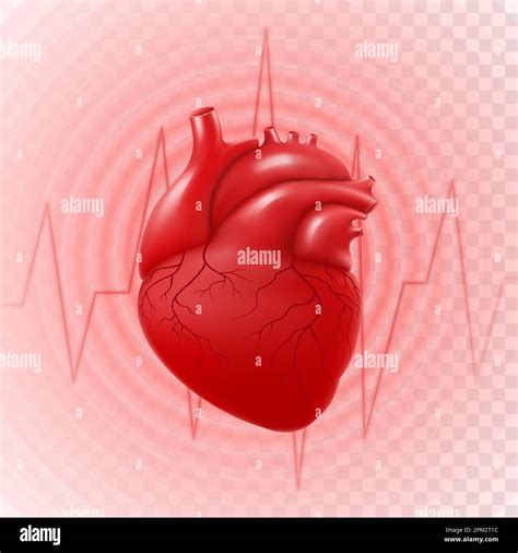 The Heart Beat