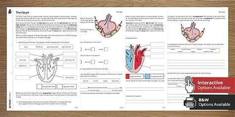 The Heart Worksheets Differentiated Ks3 Science Beyond Twinkl The Heart And Circulatory System Worksheet - The Heart And Circulatory System Worksheet