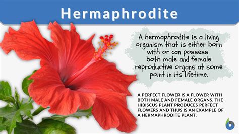 The Hermaphrodite