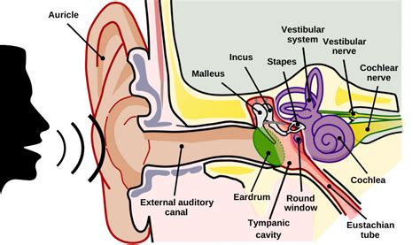 The Human Auditory System Volume 129 Fundamental Organization And Clinical Disorders Handbook Of Clinical Neurology