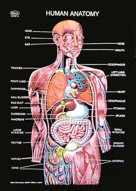 The Human Body Anatomy Facts Amp Functions Live Science Body Part - Science Body Part