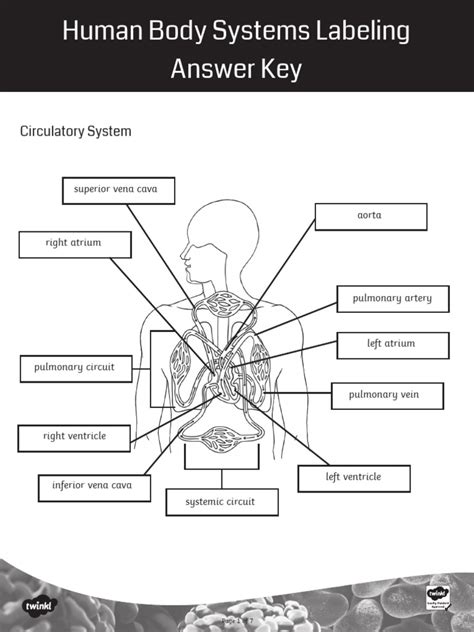 the human body if8754 answer key