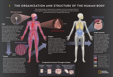 The Human Body Levels Of Organization Worksheet Live Level Of Organization Worksheet - Level Of Organization Worksheet