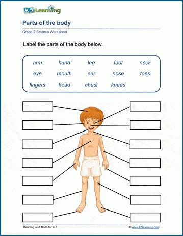 The Human Body Worksheet   Human Body Worksheets Free Human Body Printables For - The Human Body Worksheet