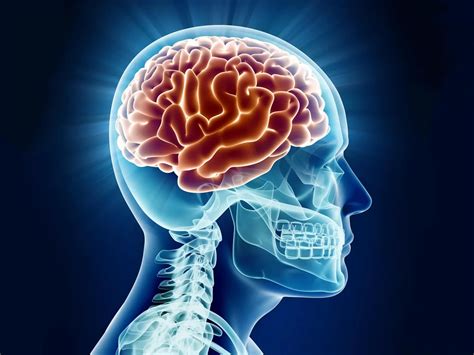 The Human Brain A Guided Tour