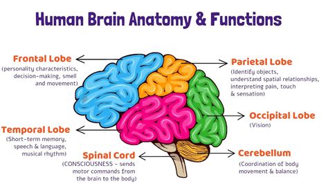 The Human Brain And Its Functions