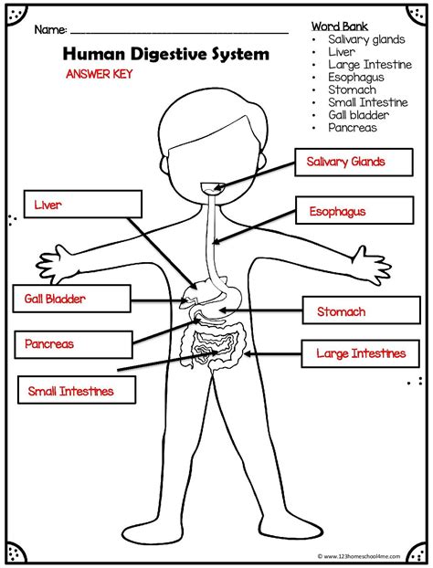 The Human Digestive System Fill In The Blank Skeletal System Fill In The Blanks - Skeletal System Fill In The Blanks