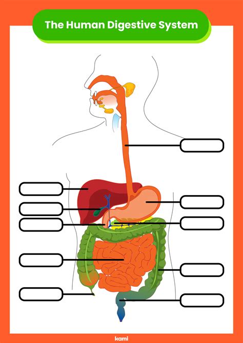 The Human Digestive Tract Worksheet   Label The Human Digestive System Science Learning Hub - The Human Digestive Tract Worksheet