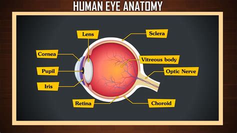 The Human Eye And Its Parts Sight Senses Eye Diagram For Kids - Eye Diagram For Kids