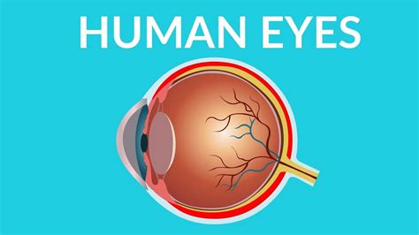 The Human Eye For Kids Youtube Eye Diagram For Kids - Eye Diagram For Kids