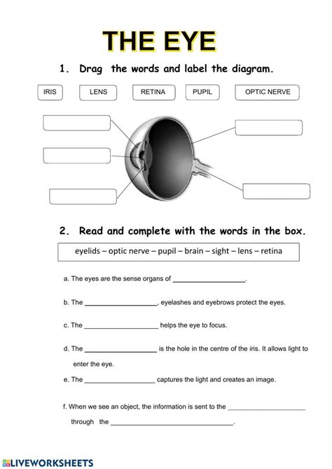 The Human Eye Primary Science Worksheets Tes Labeling The Eye Worksheet - Labeling The Eye Worksheet