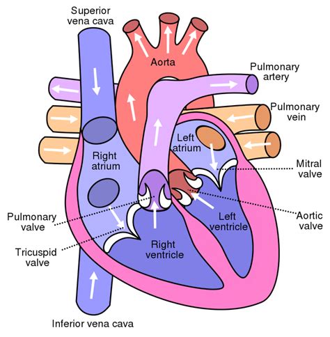 The Human Heart Cardiovascular System Labeling Worksheet Twinkl Heart Diagram Worksheet Blank - Heart Diagram Worksheet Blank