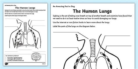 The Human Lungs Ks2 Worksheet Primary Resource Twinkl Lung Worksheet 2nd Grade - Lung Worksheet 2nd Grade