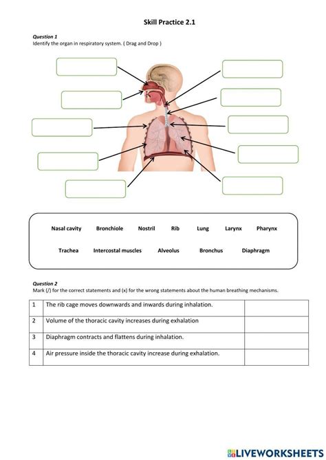 The Human Respiratory System Worksheet