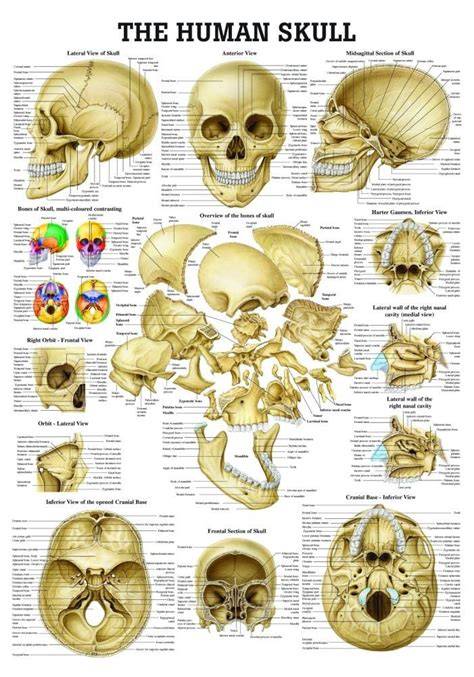 the human skull anatomical chart