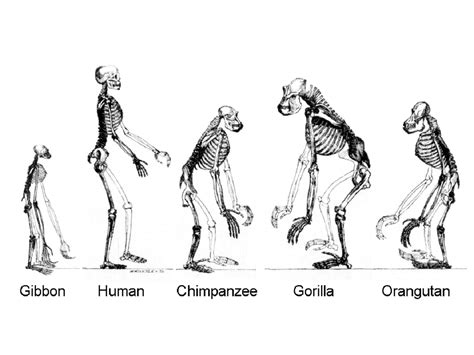 The Humans
