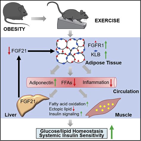 The Hydrophilic Metabolite Ump Alleviates Obesity Traits Through Science Trait - Science Trait
