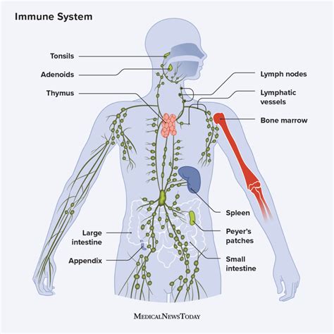 The Immune System 3 E