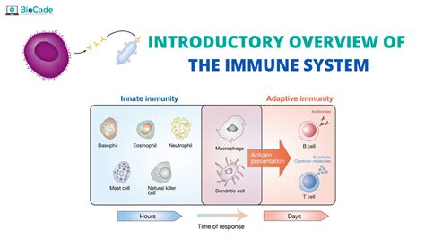 The Immune System Biointeractive