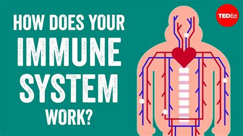 The Immune System Biointeractive Answer Key