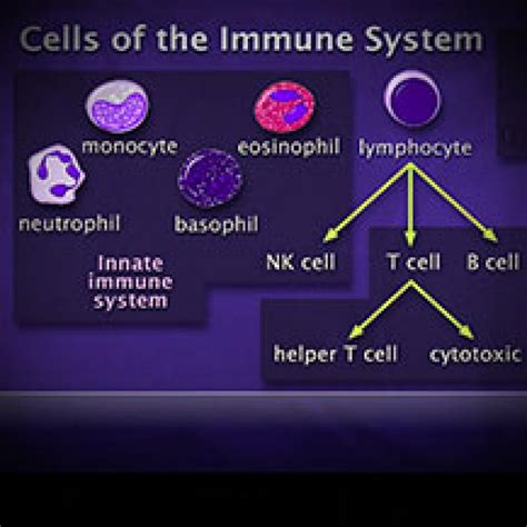 The Immune System Hhmi Biointeractive Immune System Worksheet Middle School - Immune System Worksheet Middle School