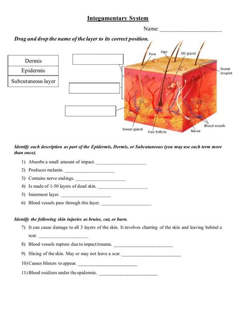 The Integumentary System Interactive Worksheet Live Worksheets The Skin Integumentary System Worksheet - The Skin Integumentary System Worksheet