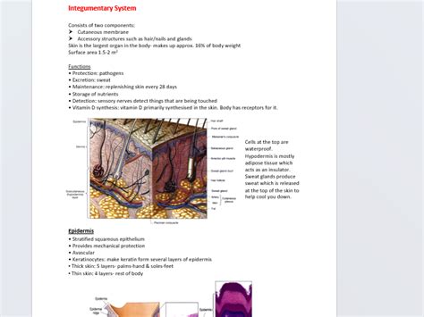 The Integumentary System Teaching Resources Aurumscience Com The Skin Integumentary System Worksheet Answers - The Skin Integumentary System Worksheet Answers