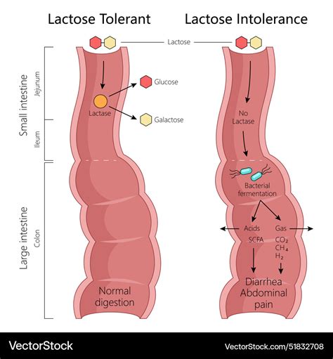 The Intolerance Of Tolerance