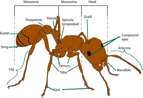 The Intricate Anatomy Of Ants Bug Amp Garden Body Parts Of A Bug - Body Parts Of A Bug