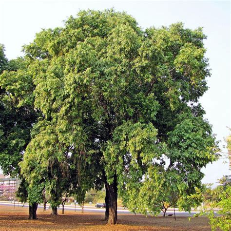 The Jamun Tree