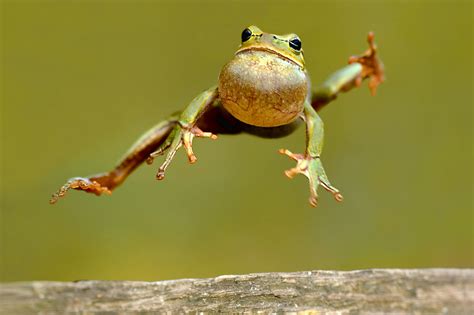 The Jumping Frog