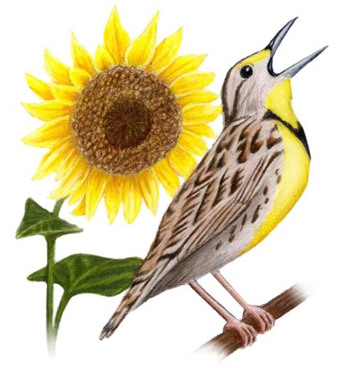 The Kansas State Bird And Flower Are The Kansas State Bird Facts - Kansas State Bird Facts