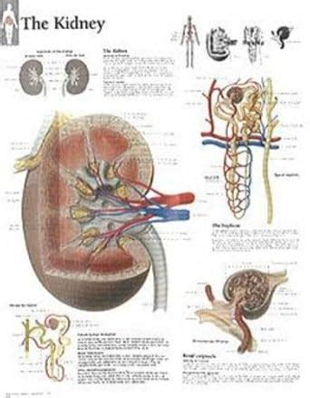 The Kidney Chart Laminated Wall Chart