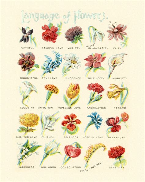 The Language Of Flowers