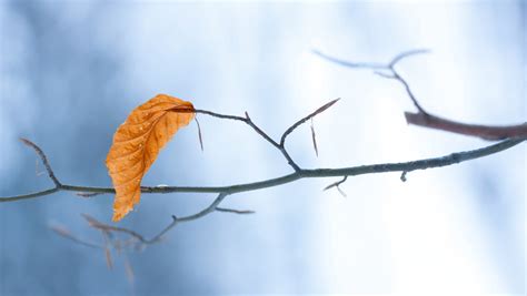 The Last Leaf