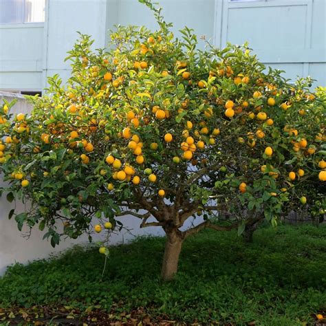 The Lemon Tree
