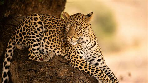 The Leopard Summary