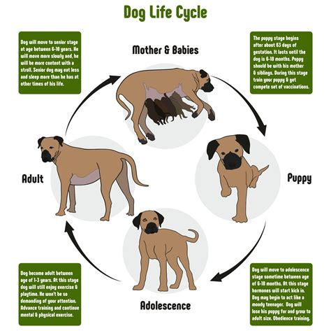 The Life Cycle Of A Dog Life Cycles Life Cycle Of Dog - Life Cycle Of Dog