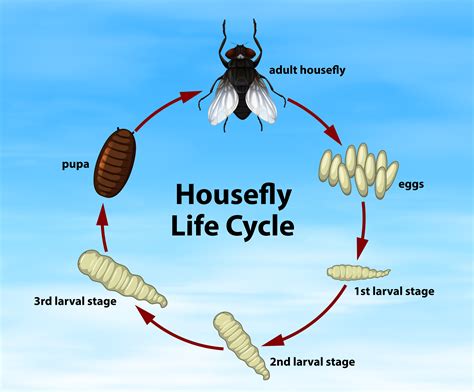 The Life Cycle Of A House Mouse Life Cycle Of A Mouse - Life Cycle Of A Mouse